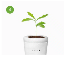 Carica l&#39;immagine nel visualizzatore di Gallery, urne funeraire plante bios
